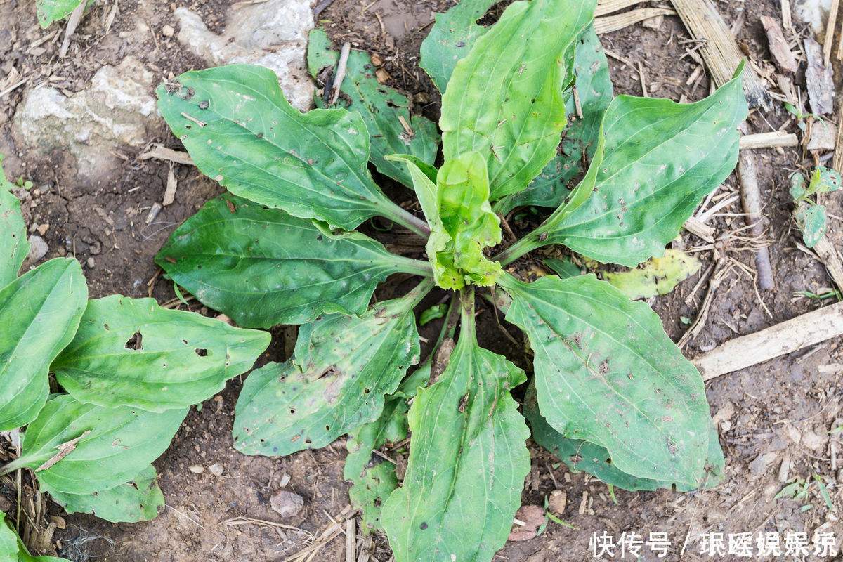 铁马鞭|车前草居然有这些功效我居然不知道!快让亲人看看!