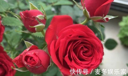 红花绿叶|喜欢玫瑰,不如养“高端玫瑰”永远的莫斯科,色泽鲜艳,艳压群芳
