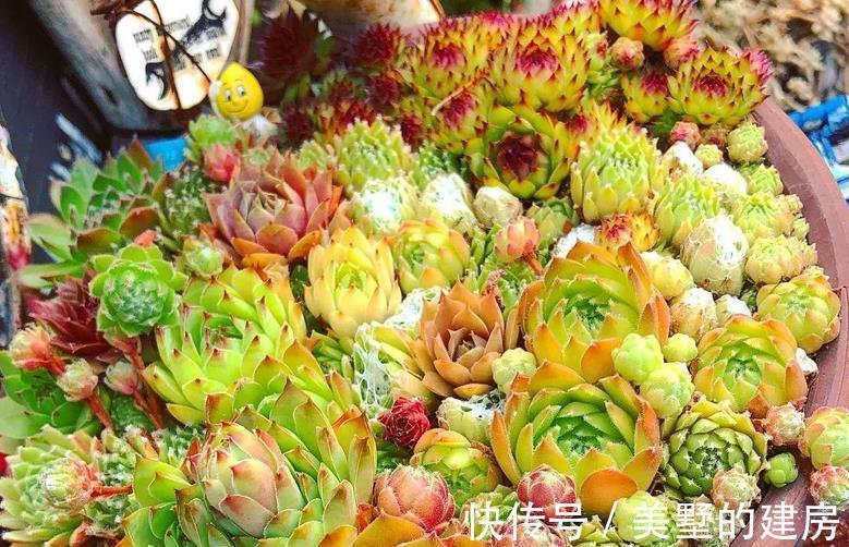 长生草|养长生草甭错过这4款,养好根,状态越来越好