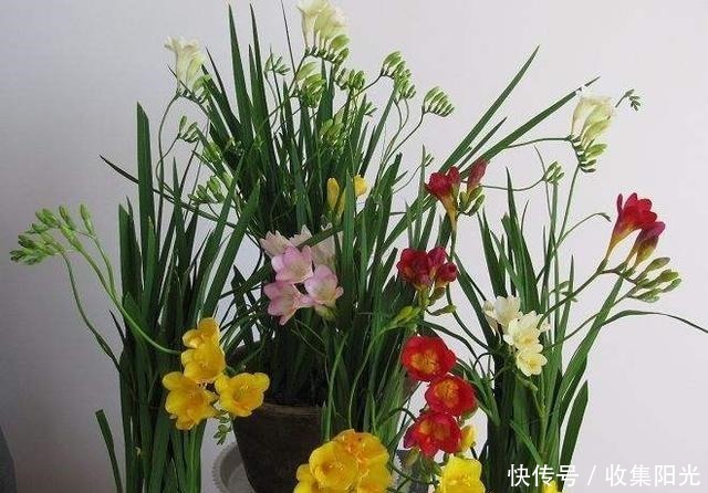 比兰花香,比绿萝还好养,养一盆花,香气飘满家,能开一辈子!