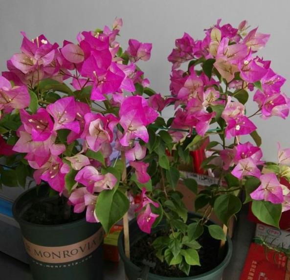 秋季|秋天养花，5买5不买，买错了浪费钱又闹心