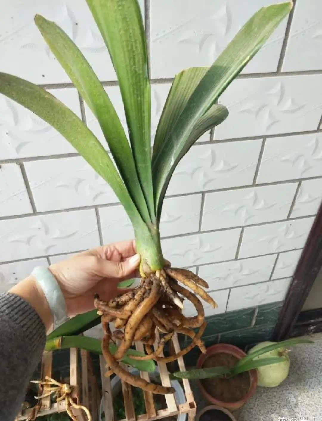 蝴蝶兰开花不是一次性,花后剪一剪,还能继续开花