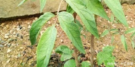 10种花，别着急往屋里搬，放外面冻20天，明年开花才旺