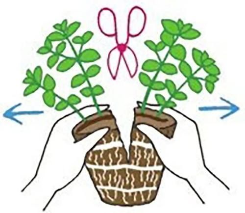 栽培香草享用极致的玩法,一经栽种,全程享乐!