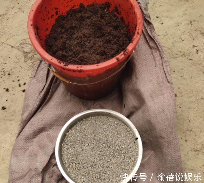 多肉叶子皱皱巴巴别光浇水,多半是伤根该换盆了!