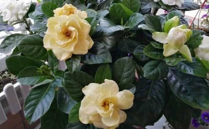 还不会用鸡蛋壳养花吗?这样处理一下,秒变高效养花肥!