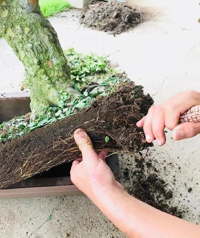 养盆景不能急于求成,遵循循序渐进的过程,这6点切忌不要触碰