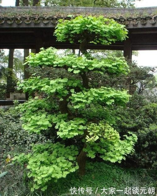 铁树|能养100年的花，养一盆成传家宝，越老越值钱！