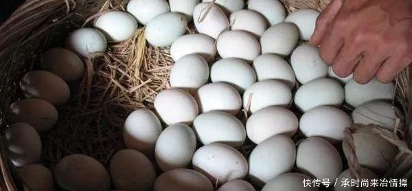 央视|央视“曝光”的海鸭蛋,这油到底是什么东西流出的“油”能吃吗