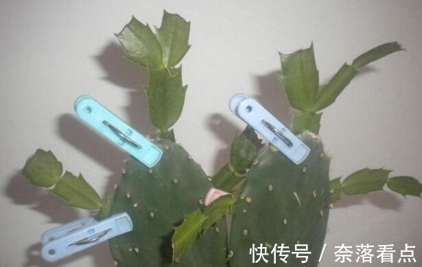 蟹爪兰嫁接,谨记“6字箴言”,嫁接失败,掌握“2法”,成功率高