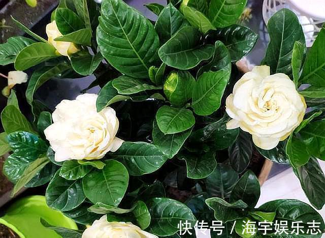 养栀子花，记住“8个字”，永远不黄叶，叶片油绿，枝头窜满花苞