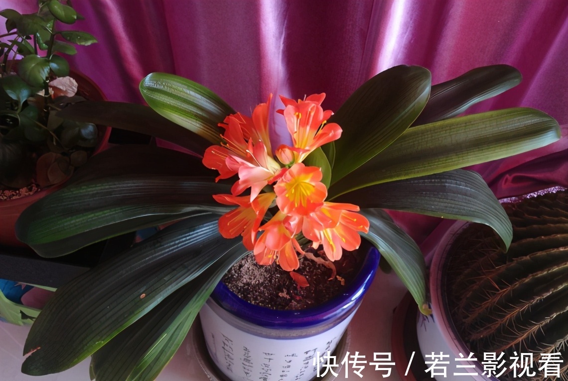 年限|别郁闷,君子兰盆栽不开花了,满足4个条件,花开得停不下来