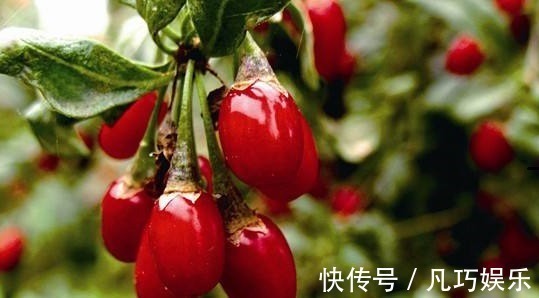 泡水|枸杞加此物泡一泡,每天喝一杯,肝脏变强了,视力也变好了!