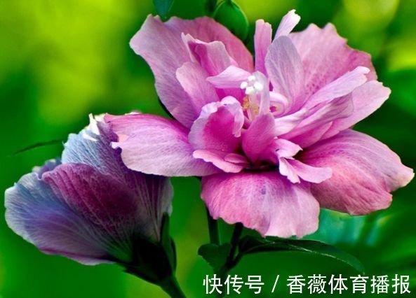 喜欢玫瑰,不妨养“玫瑰精品”卡罗拉,雍容华贵,寓意炽热的爱情