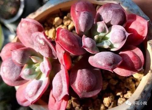 夏天到了,养多肉别犯“3种错误”,否则最后只剩空花盆