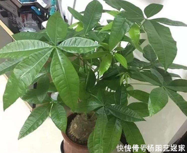 最适合新手养的花，花期长易打理，花色鲜艳，适合种在庭院观赏