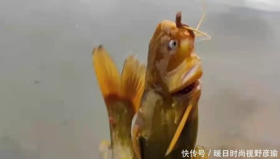 黄辣丁|说实话,“收拾”黄辣丁我只服这钓法,无论在哪,钓完都特舒服