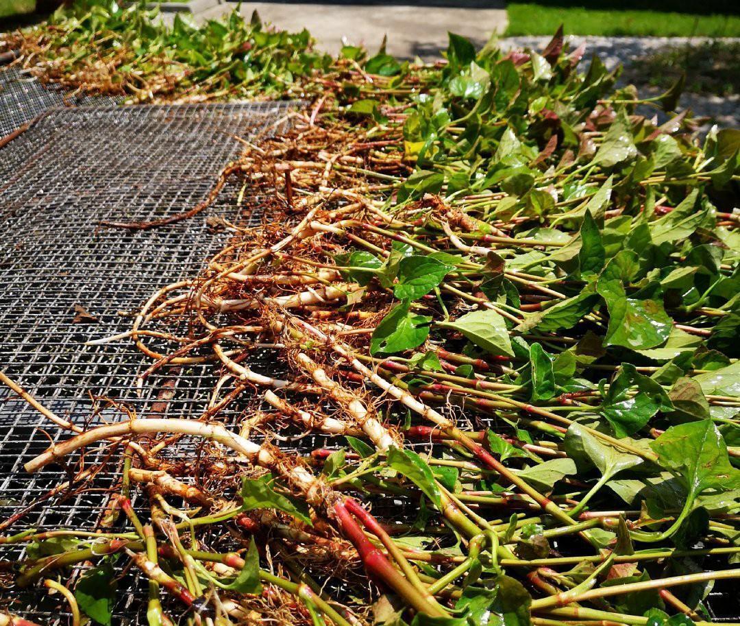 客家人无私分享出来的3种凉茶配方，清热祛湿解暑，味道甘中带苦