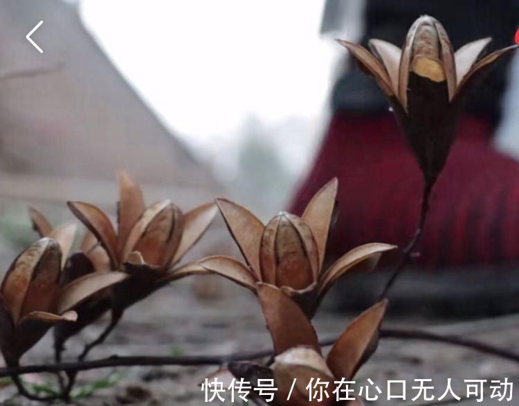 香椿树|香椿树上结的果实叫啥名有人花钱去农村收集，有什么用吗