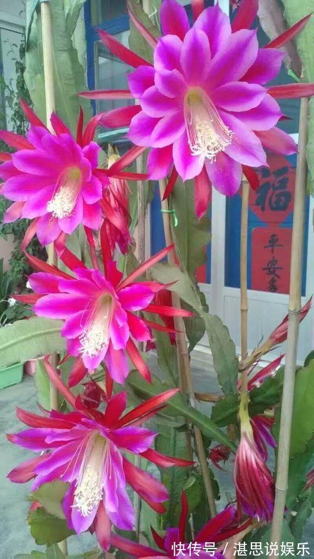 荷花|一盆仙人掌,叶子像腰带,这样养3年,开出60朵大荷花