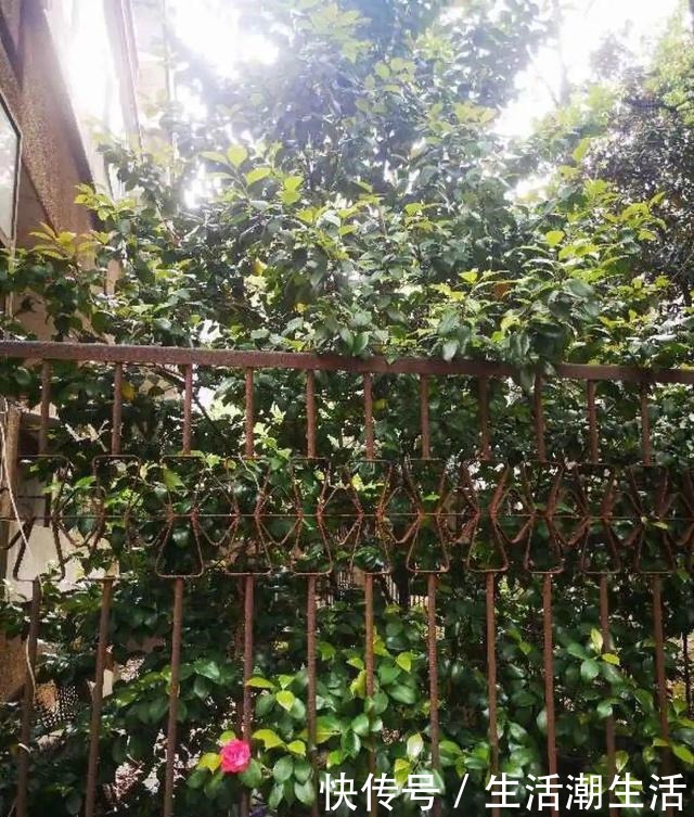 50年的桂花树,卖了5万块钱,大家觉得值吗!