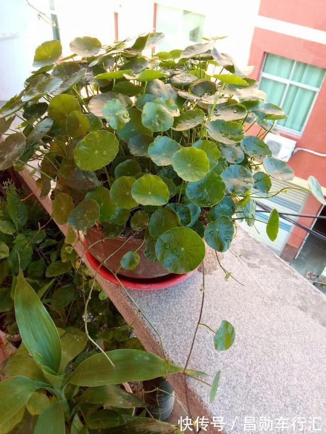 养花不会浇水吗?“六大口诀”记心间,养啥都能长得旺