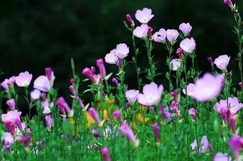 饮食习惯|大蒜是高血脂的发物？医生：若想血脂平稳，4种食物劝你少吃