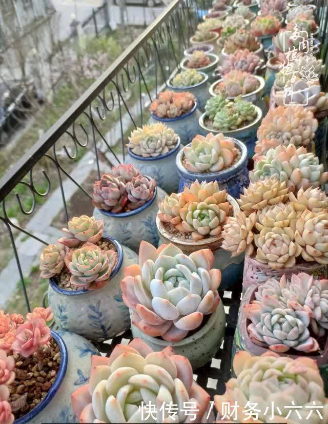 揭秘:那些干净又温暖的多肉照片从哪里来?