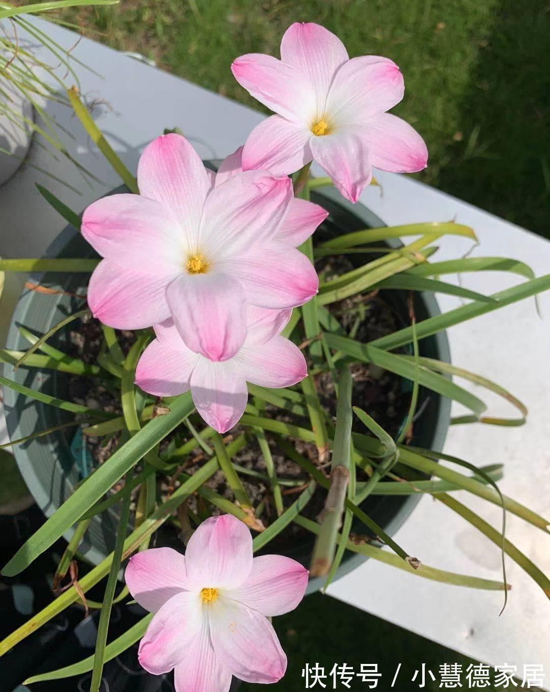 阳台上|适合夏天秋天养的4种花，花色很美，只要温度高，就会一直开花