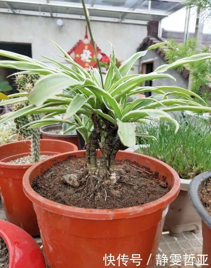 虎皮兰,红掌,吊兰养成老桩,变成大树,真壮观