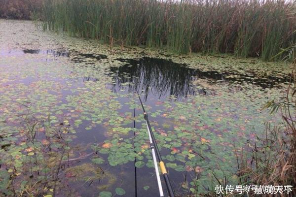  鲫鱼|冬钓大鲫鱼，钓深还是钓浅天冷要找这种地方，鲫鱼在这里扎堆