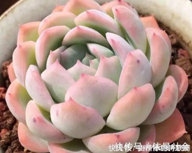 个个都是最美女王,多肉植物当中的“四大女王”,颜值爆表美翻天