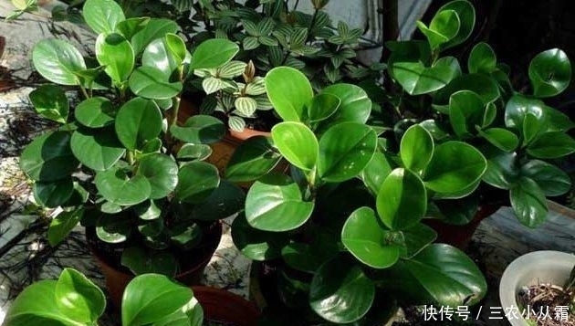 这些耐阴的室内植物, 越荫蔽长越旺, 叶子绿得冒油!