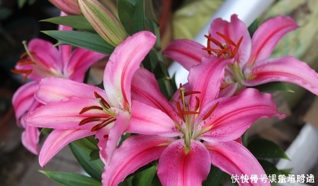 枯萎|3种花不种就亏了，种1次年年都开花，耐寒又好养，开花非常美！