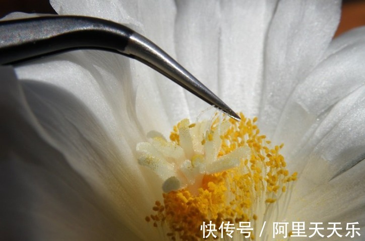 开花的仙人球,刷一下、结籽千千万,撒土里冒一盆苗!