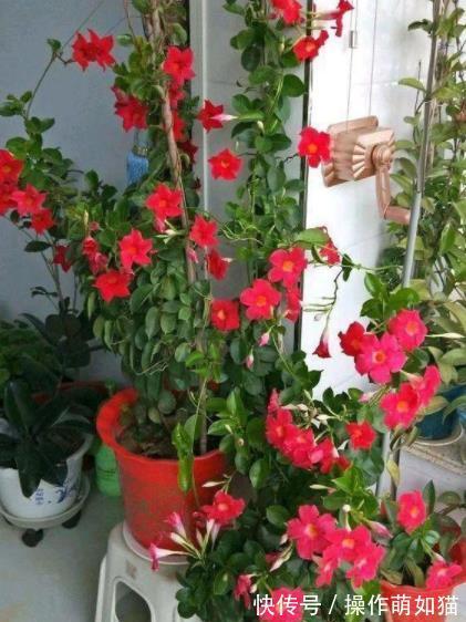 6种花爱“吃土”,10月赶紧换盆,不然长势弱来年花量减半