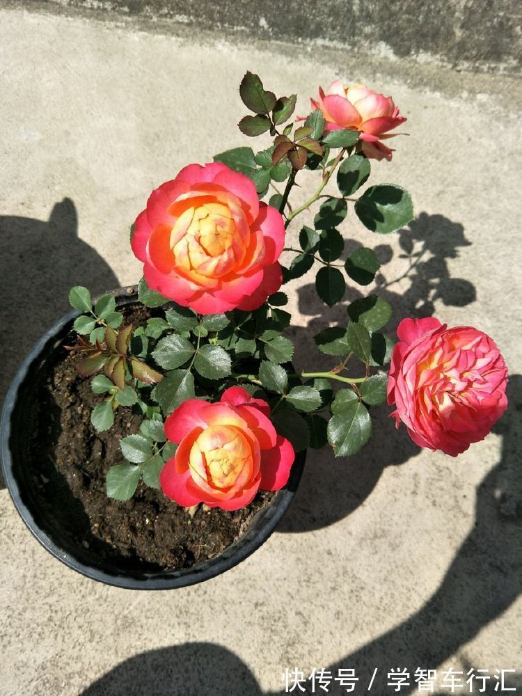 喜欢牡丹,不如养“高档玫瑰”修女伊丽莎白,色彩粉红,极为养眼