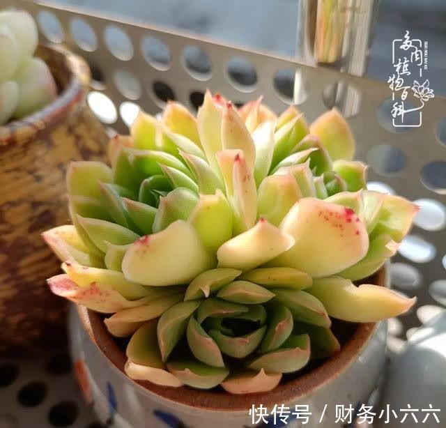 揭秘:那些干净又温暖的多肉照片从哪里来?