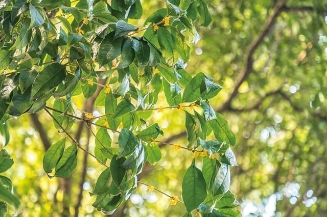 “桂花门前栽,贵人立门内”这4个地方不宜栽桂花树,看完明白了
