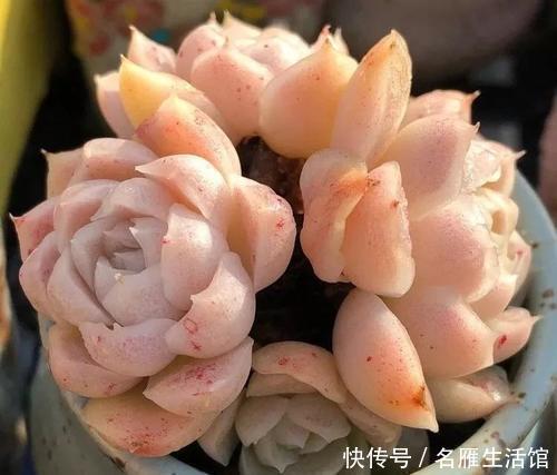 红宝石|6种多肉植物,好养护颜值高,上色美长满盆,值得养一盆!