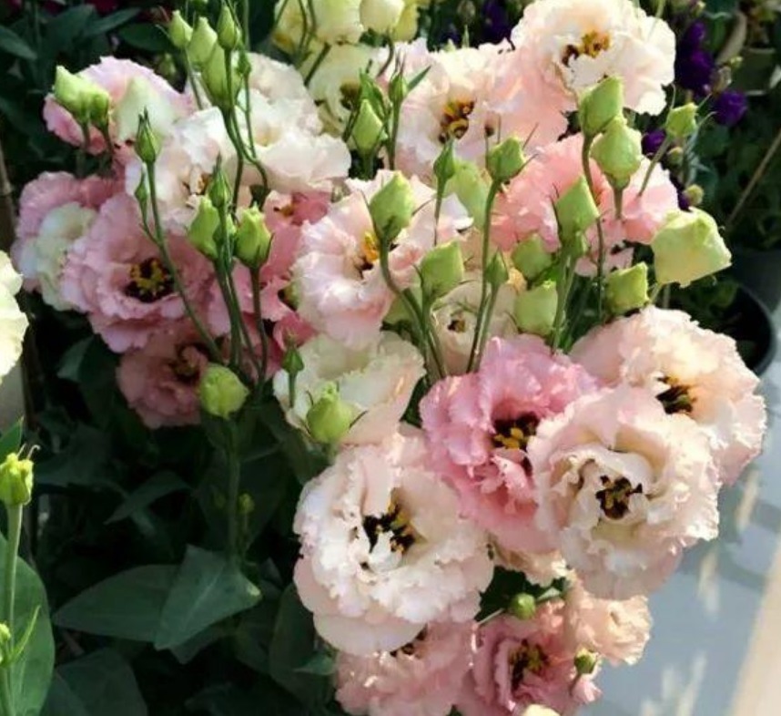 4种花最适合夏天养,不怕热不怕晒,阳台养两种,夏天变花海!