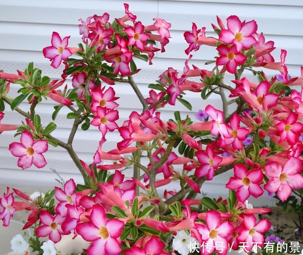 花期|5种漂亮花,越晒越开花,暴晒也不怕,开成“花疙瘩”