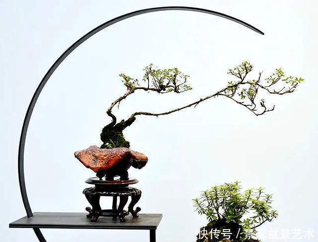 枝条|盆景扦插繁殖难生根?试试这6种自制生根水,生长快还茁壮