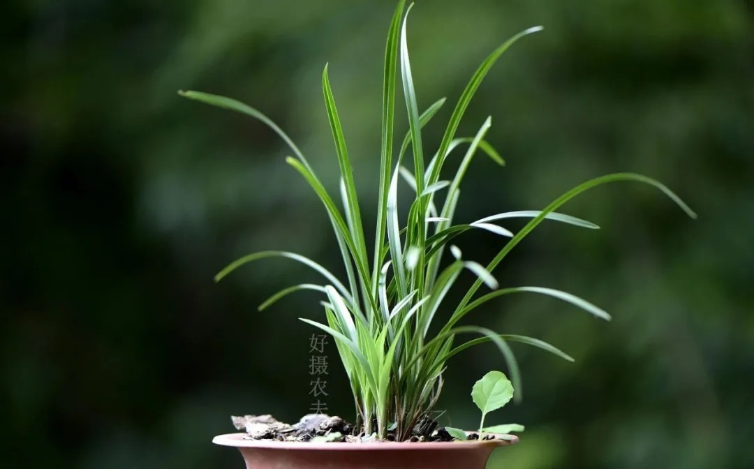 兰友|夏天养兰花,究竟能不能淋雨?兰友:最怕这样淋