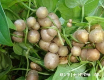 块茎|农村树上的“小土豆”,和燕窝一样补,男人女人都要多吃,有益处