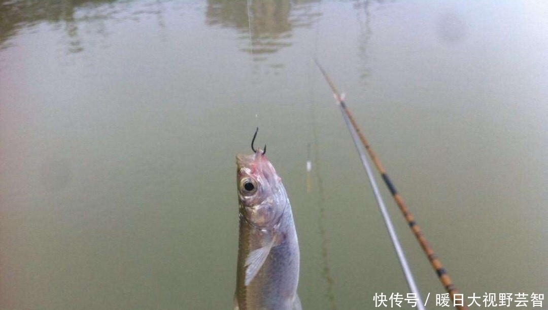 钓鱼|怎样野钓小白条?这个问题可能老钓手都不知道怎么回答,值得收藏