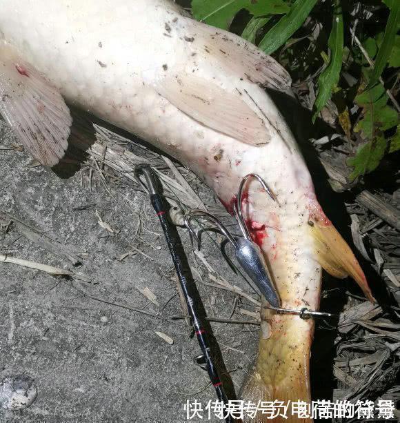 可视化|男子在湘江用“可视化锚鱼”几十斤的大鱼接连的上岸,网友能钓光湘江的鱼
