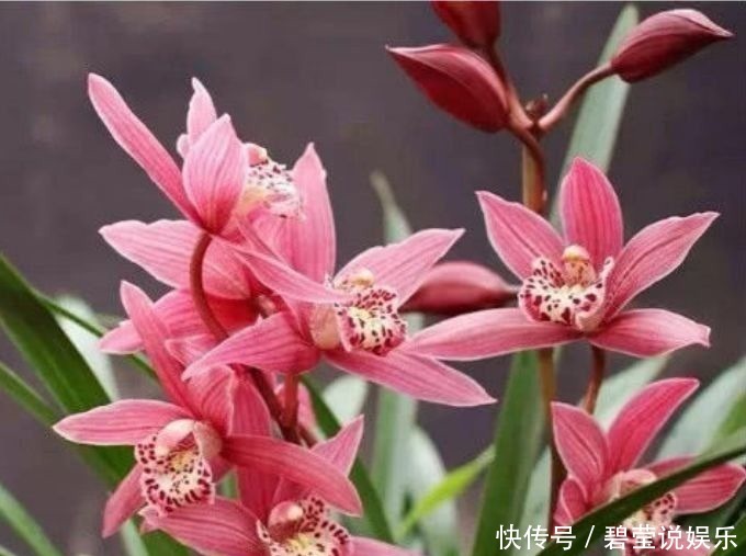 家里|家里养此款花卉,便宜又好养,惊艳如花球,真是太美了