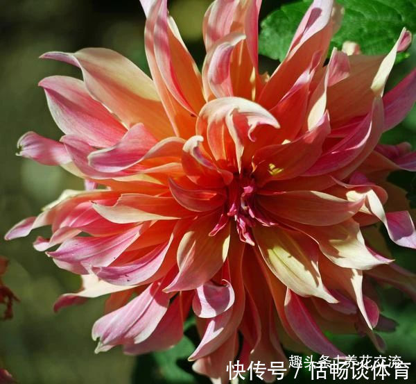 种大丽花的准备工作，温带和亚热带地区盆栽养护攻略