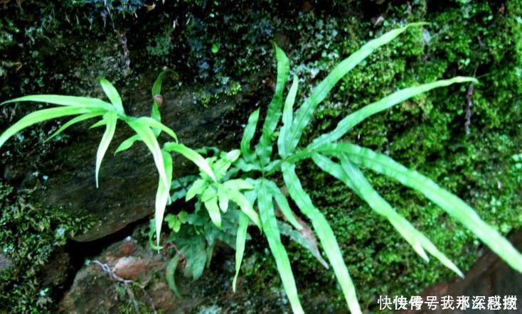 全国中草药汇编|提个醒在路边遇到此野草,一定要拔回家,现在知道还不晚